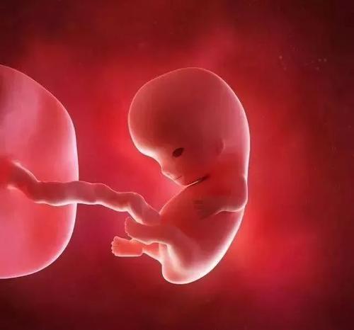 9周4天的胎儿发育图片图片
