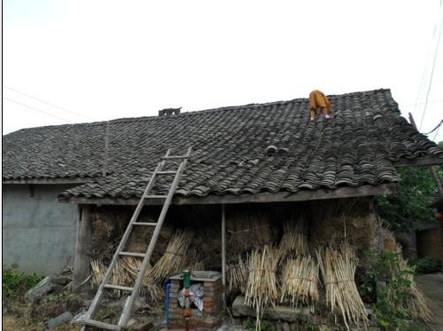 屋顶瓦片漏雨是怎么处理好