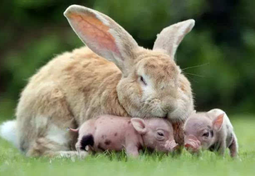 猪亲兔在一起图片图片